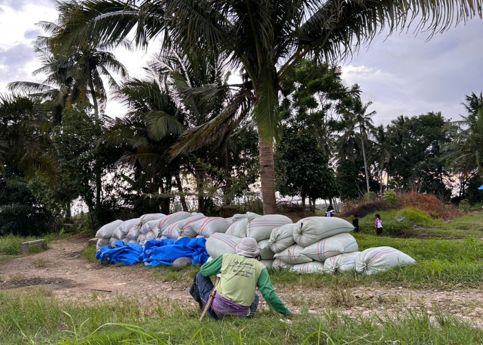 Sempat di Serang Banyak Hama, Akhirnya Petani DI Manjuto Kiri Mulai Panen Padi