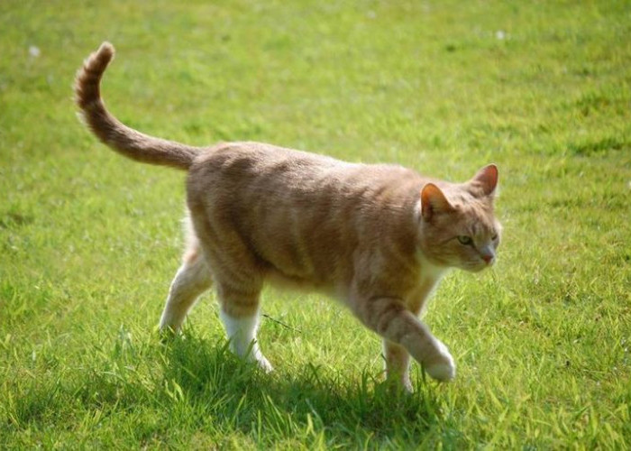 Dua Sisi Si Bulu Oranye: Mengungkap Perbedaan Kucing Oren Domestik vs Liar