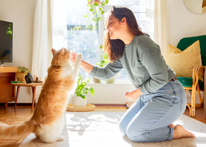 3 Trik Berkomunikasi dengan Kucing Peliharaan Anda, Agar Memiliki Ikatan yang Kuat