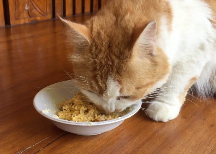 Tak Harus Ikan Tempe Pun Jadi, Begini Cara Membuat Makanan Kucing dari Tempe Dijamin Disukai Kucing