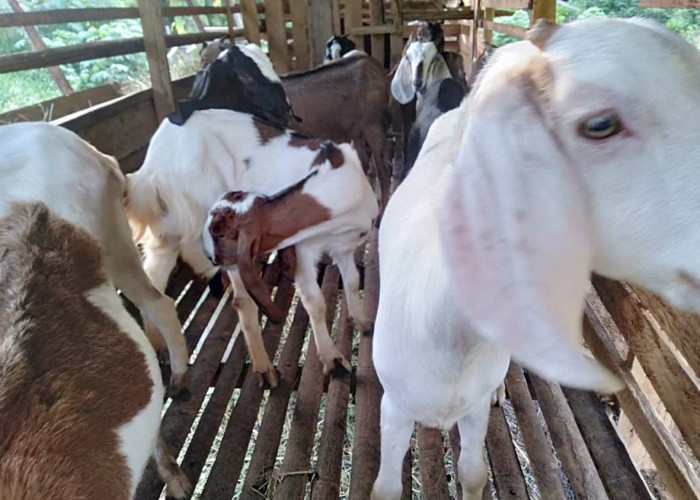 Gerakan Cinta Tanah Gunakan Pupuk Kotoran Kambing