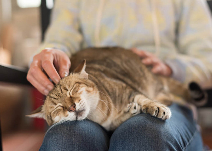 5 Alasan Mengapa Kucing Sangat Suka Menghampiri dan Duduk di Pangkuan Kita