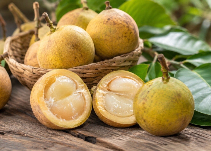Manfaat Buah Kecapi bagi Kesehatan: Buah Tradisional Nusantara dengan Rasa Manis Asam