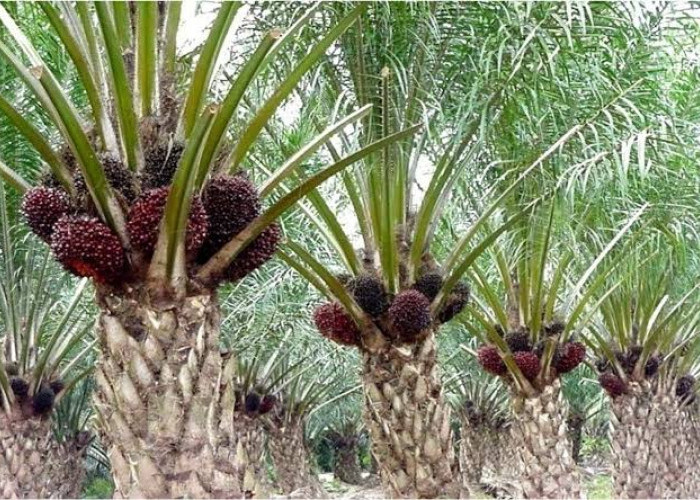 Obat Alami Mencegah Sawit Diserang Kumbang Tanduk