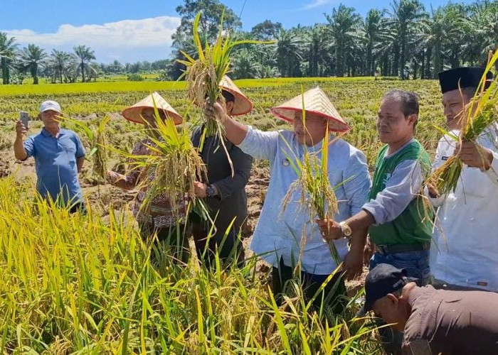 Petani Arah Tiga Panen Raya Padi MT II 2025, Dihadiri Bupati dan Anggota Dewan 