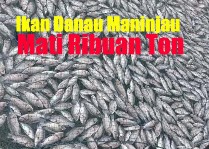Gawat! Ribuan Ton Ikan di Danau Maninjau Agam Sumatera Barat Mati, Ini Penyebabnya