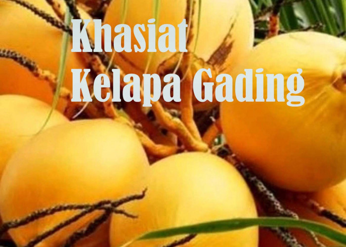Lebih Dari Segar Dinikmati Airnya, Kelapa Gading Minuman Sehat Punya banyak Khasiat