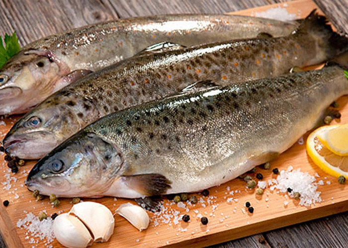 Mengonsumsi Ikan yang Mengandung Merkuri Tinggi, Bisa Picu Penyakit dan Kesehatan Bayi