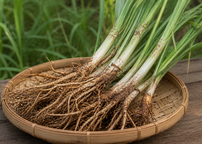Manfaat Akar Alang-Alang bagi Kesehatan: Herbal Liar dengan Khasiat Alami