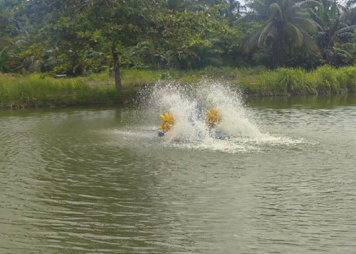 Gunakan Teknologi, Ikan di BBI Mukomuko Tetap Rawan Mati, Ini Penyebabnya