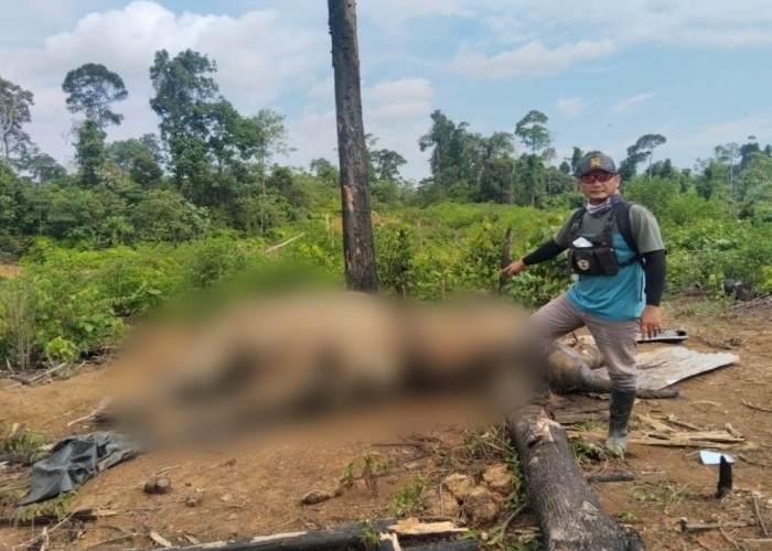 Polisi Selidiki Kematian Dua Gajah di Kawasan Hutan Mukomuko