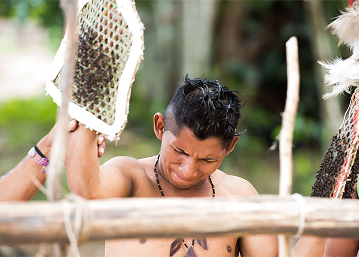 Tes Keberanian Anak Laki-Laki Suku Satere Mawe, Siksa Sarung Tangan Semut Peluru