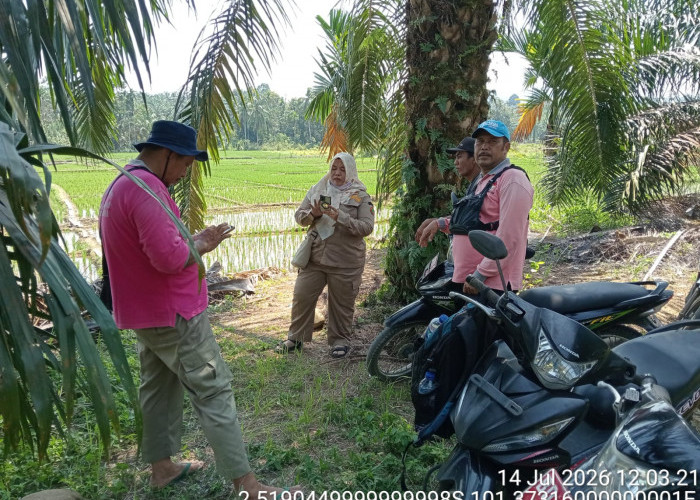 Investor Masuk, Kesejahteraan Petani Sawah di Mukomuko Ditargetkan Meningkat