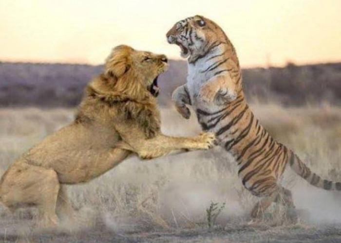 Lebih Kuat Harimau atau Singa, Berikut Perbandingan Kekuatannya