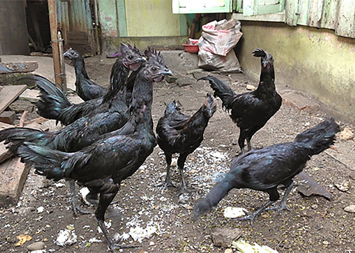 Mitos Ayam Cimahi Harganya Mencapai Puluhan Juta, Menolak Kesialan dan Kebebalan Tubuh