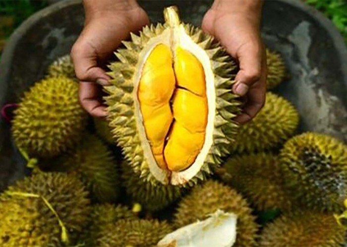 5 Tips Memilih Durian yang Bagus dan Manis, Jangan Sampai Zonk