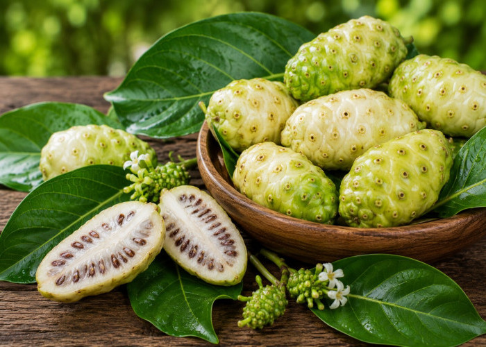 Manfaat Buah Mengkudu bagi Kesehatan: Buah Tradisional yang Banyak Diteliti karena Kandungan Bioaktifnya