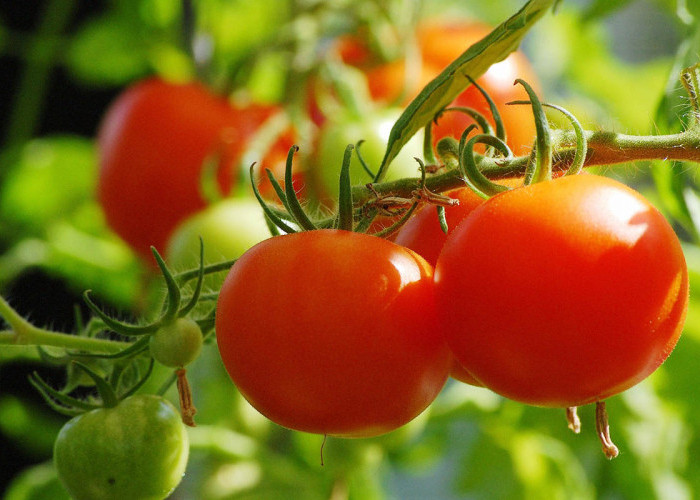 Manfaat Buah Tomat Kaya Vitamin, Cocok Buat Ibu Hamil dan Kesehatan Jantung