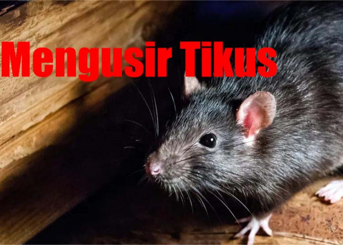 Mengusir Tikus dari Rumah Yang Efektif, Begini Caranya Yang Tidak Membahayakan 