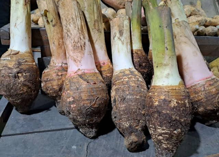 Ubi Talas, Pangan Lokal Kaya Manfaat yang Kembali Naik Daun