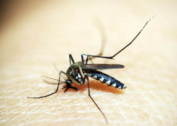 Fakta-fakta Tentang Nyamuk Wolbachia, Nyamuk Inovasi yang Menekan Penyebaran Virus Dengue Penyebab DBD
