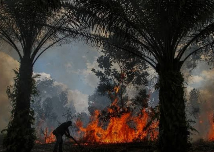 Ini Sisi Gelap Perkebunan Kelapa Sawit di Riau, Tak Seindah yang Diceritakan