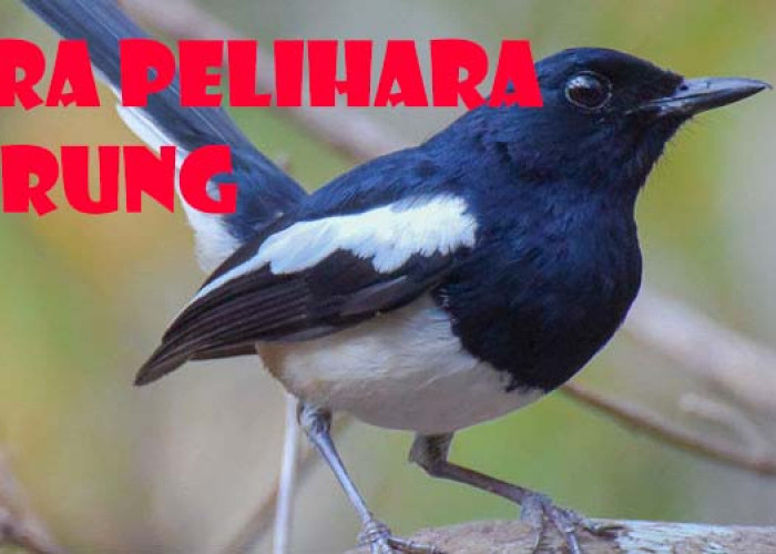 Cara Merawat Burung Peliharaan Supaya Rajin Berbunyi, Sangkar Menentukan