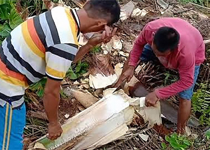 Ternyata Bongkol Sawit Enak Dimakan, Belum Percaya Yuk Dicoba  