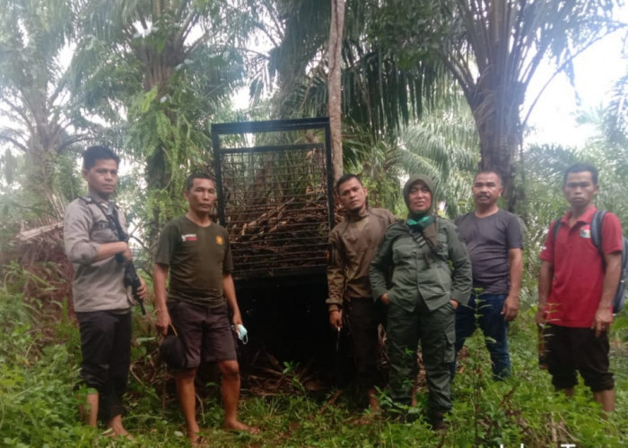 BKSDA Pasang Perangkap di Bukit Makmur