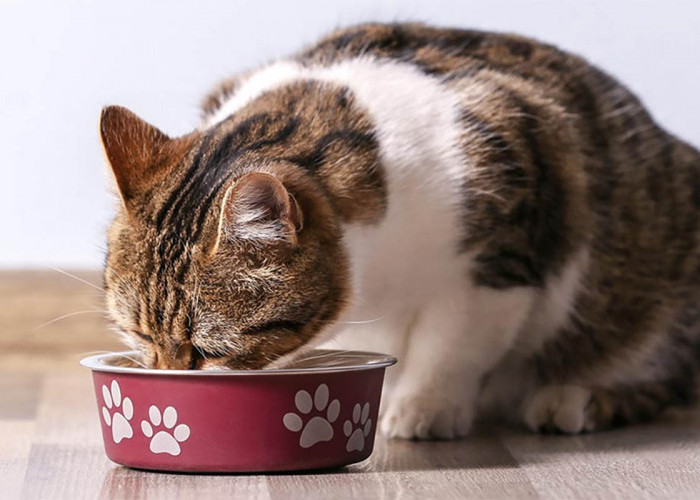 Tak Perlu Buang Duit, Bikin Makanan Kucing di Rumah Lebih Menyehatkan Begini Caranya