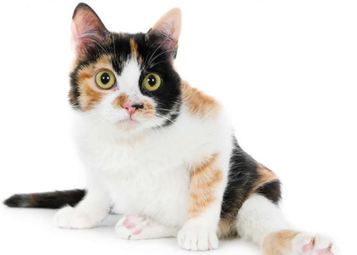 4 Fakta Unik Kucing Calico Si Pembawa Keberuntungan