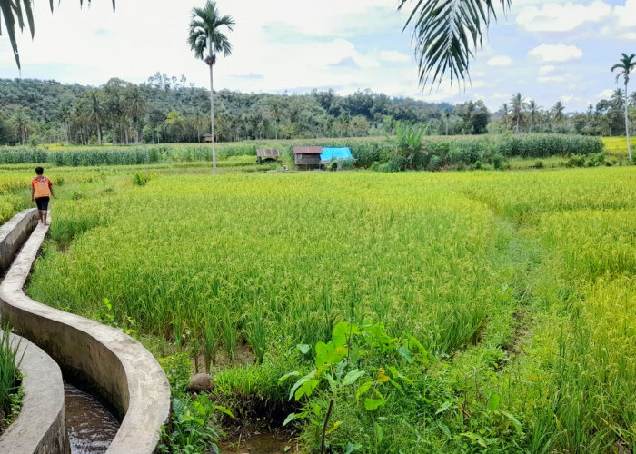 Pastikan Pupuk Subsidi Tepat Sasaran, Pendataan Poligon Sawah Dilakukan Perorangan