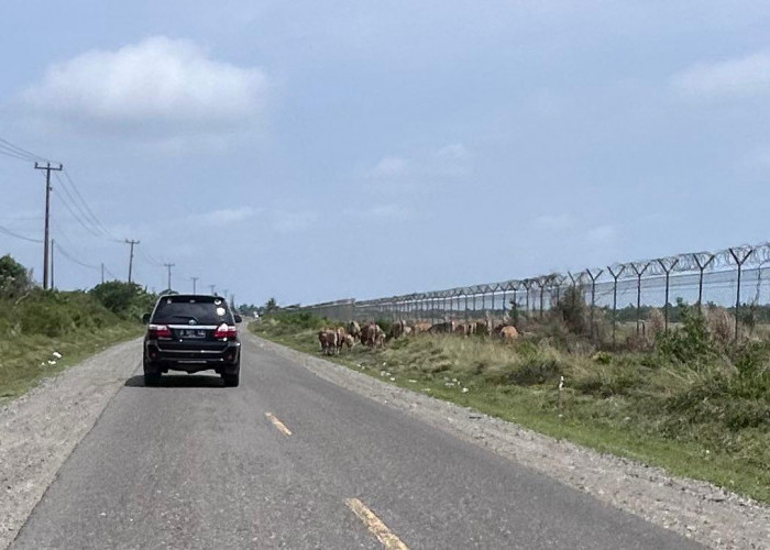 Sapi Dilepas Liar di Kawasan Bandara Mukomuko Mengancam Keselamatan Pemudik Lebaran