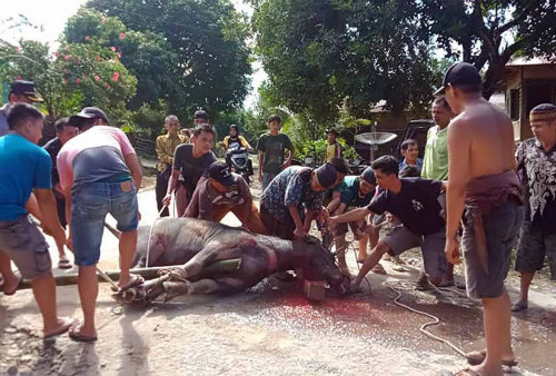 Bebas dari Covid-19, Warga Potong Kerbau