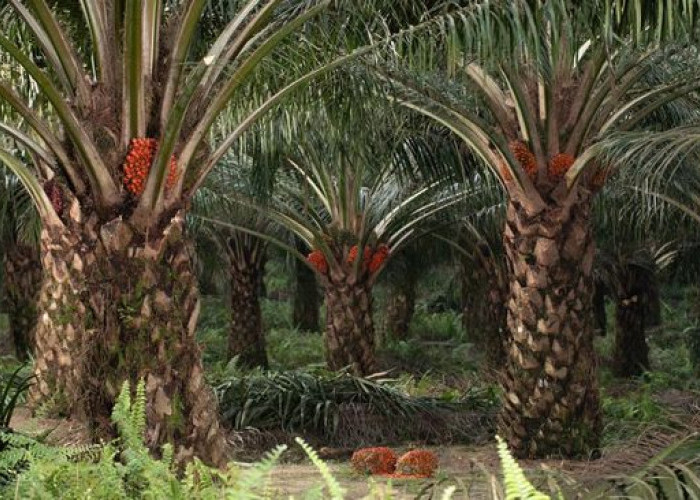 Ini Penyebab Sawit Sulit Berbuah