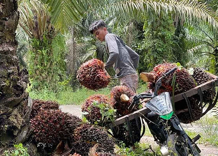 Demi Kelapa Sawit, Petani Mukomuko Tolak Program Cetak Sawah Baru