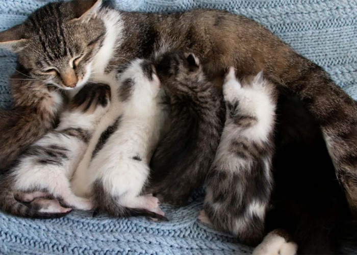 Ternyata Ini Penyebab Induk Kucing Memakan Anaknya Sendiri Setelah Melahirkan