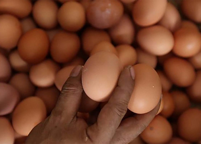 Jangan Salah Pilih! Beginilah Cara Memilih Telur yang Segar dan Baru