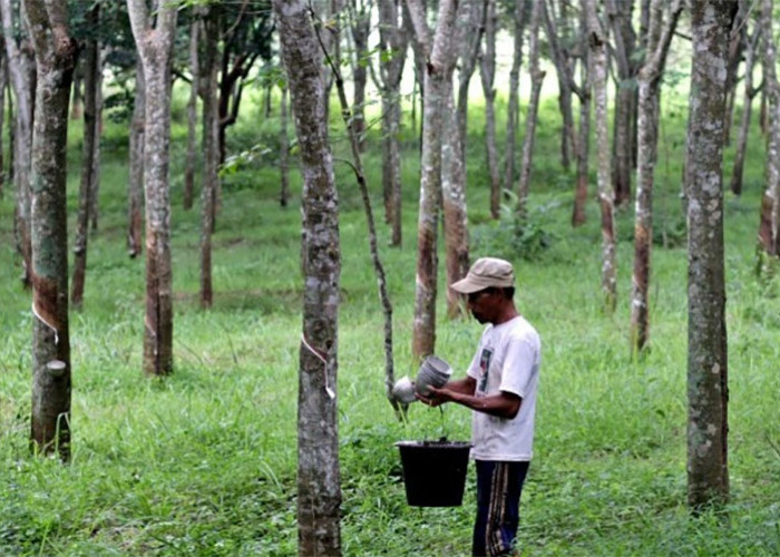 4 Kabupaten Penghasil Karet Terbanyak di Sumatera Barat, Getahnya Bermutu Tinggi Mencapai 155.120,76 Ton