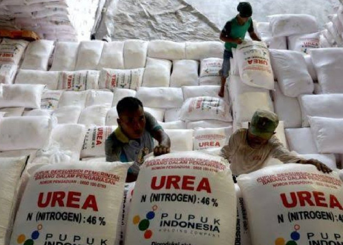 Pupuk Subsidi Dijual Belikan ke Petani Sawit, Begini Penjelasan Distan