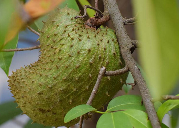 Manfaat Mengkosumsi Buah Sirsak Untuk Kesehatan Yang Jarang Orang Sadari