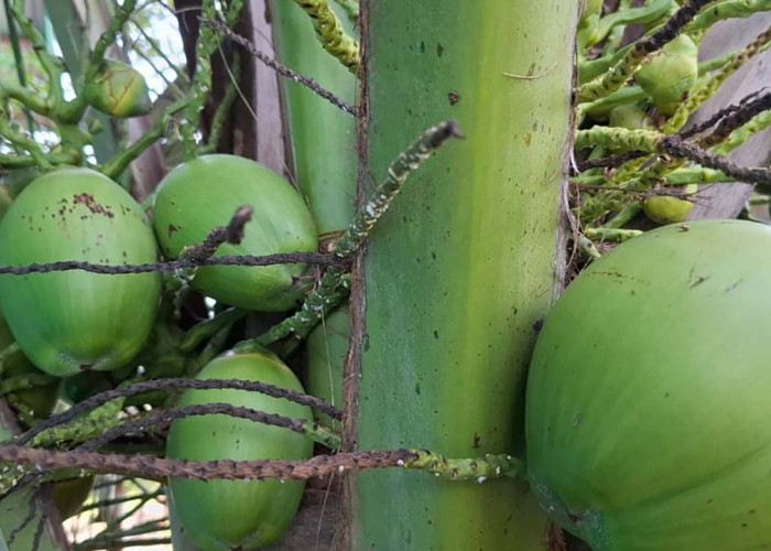 Kelapa Muda Kaya Vitamin C dan Natrium, Baik untuk Kesehatan 