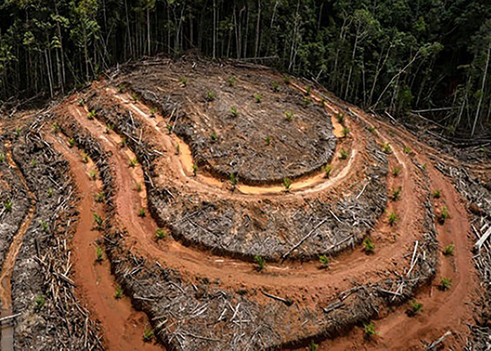 Aturan Deforestasi Bikin Pengusaha Kelapa Sawit Uring-uringan 