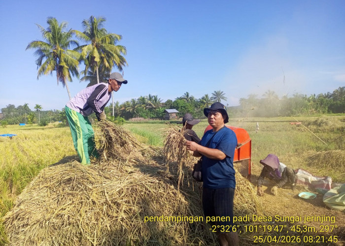 Tengkulak Patuhi HPP, Harga Gabah Tertinggi di Selagan Raya Capai Rp6.800 per Kilogram