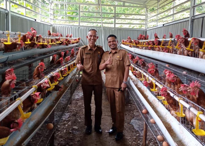 ﻿Keren! Modal Segini Desa Air Berau Sukses Budidaya Ayam Petelur Hasilnya Bikin Melongo