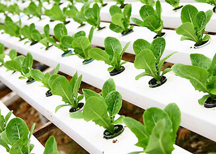 Genteng dan Batu Jadi Solusi Lahan Sempit: 7 Langkah Praktis Berkebun Sayur di Rumah, Hasilnya Melimpah!