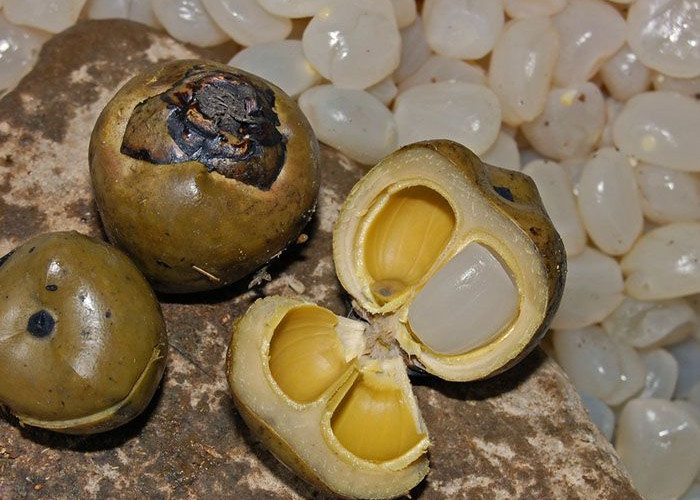 Kandungan Gizi dalam Buah Kulang Kaling