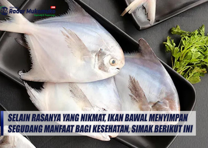 Selain Rasanya yang Nikmat, Ikan Bawal Menyimpan Segudang Manfaat Bagi Kesehatan, Simak Berikut Ini