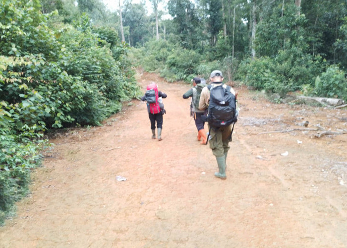 Polhut Mukomuko Patroli Gabungan Cegah Perambahan Hutan di Areal Koridor Gajah Sumatera   