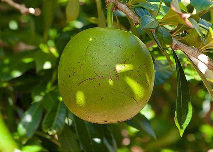 Buah Berenuk, Buah Asing Kaya Manfaat yang Belum Banyak Diketahui